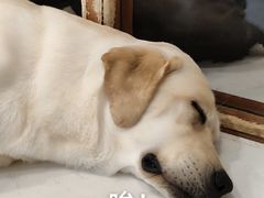 -共舞时光猫咖·狗咖(新街口店)
