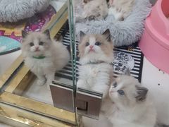 -糯米喵星人总部直营旗舰店·猫舍·幼猫出售