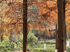 -重庆彩云湖湿地公园