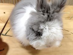 -藦茜花园宠物主题亲子互动体验馆(国顺东路店)