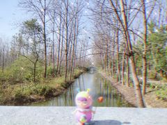 -合肥滨湖国家森林公园