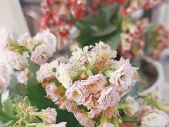 -楚氏正骨推拿按摩院(九水东路店)