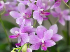 -双季花艺园艺市场(浦东店)