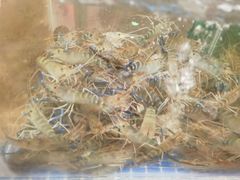 -马王堆海鲜水产市场