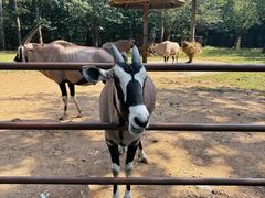 -大连森林动物园