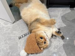 -顺强宠物诊所·狂犬免疫·夜诊·骨科(嘉定店)