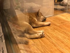 -狗道宠物(常熟印象城店)