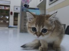 -凯瑞希宠物医院·狂犬免疫·微创·皮肤科