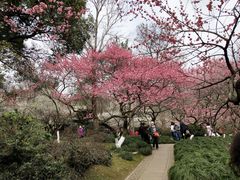 -杭州植物园