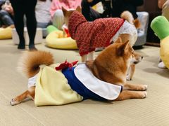 -逗柴咖啡屋·狗咖猫咖宠物桌游