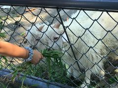 -长白岛森林公园