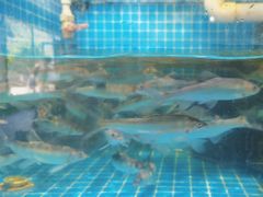 -崂山水果园农家宴(泉水鸡店)