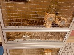 -momokira米努特·德文卷毛猫·棉花面纱犬