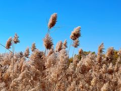 -野鸭湖国家湿地公园