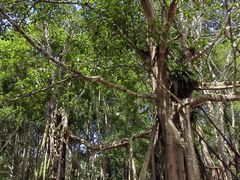 -中国科学院西双版纳热带植物园