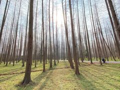 -东平国家森林公园