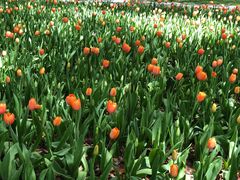 -上海鲜花港