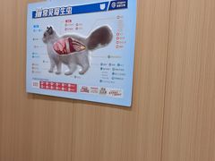 -米苏动物医院·犬猫专科·骨科外科内窥镜