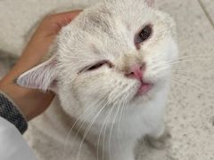 -飞行喵MR PILOT|猫舍·猫咖(静安大融城店)