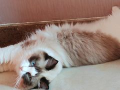 -美联众合动物医院·24h转诊中心