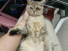 -瑞派动物医院·绝育·犬猫全科·预防医学(光景江南中店)