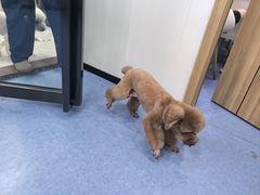 -博特宠物医院24h犬猫全科.骨科·异宠