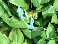 -上海大自然野生昆虫馆(东方明珠·爬宠昆虫探索中心)