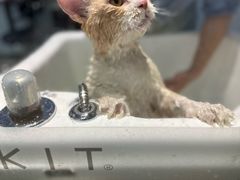 -PETKIT 小佩宠物·德文赛凯猫舍