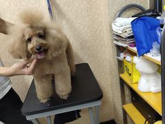 -优缇多格专业宠物美容师培训学校