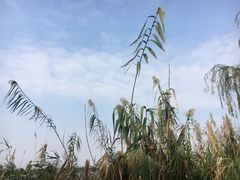 -南湖湿地公园