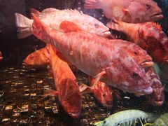 -海鲜e族(马王堆店)