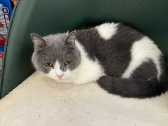 -安格丽娜·狗咖·猫咖羊驼咖(春熙路百盛商场店)