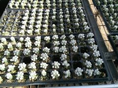 -天源吉布世温泉水乐园