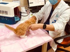 -北京观赏动物医院·24小时大型综合·猫专科·异宠专科