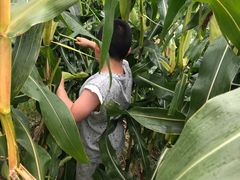 -樂桃源奉贤黄桃种植采摘基地