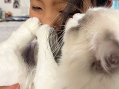 -艾吉宠物医院·疑难杂症转诊中心·猫友好(碧江路院)