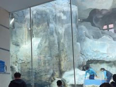 -帝企鹅自助餐厅•儿童岛•真企鹅(长隆企鹅酒店)