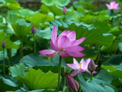 -莫愁湖公园