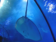 -太平洋海底世界