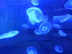 -锦艺城海洋馆