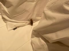 -三亚海棠湾万丽度假酒店