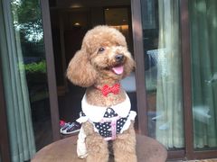 -上海崇明金茂凯悦酒店