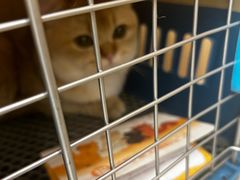 -瑞派康怡24h宠物医院·犬猫医疗中心·微创绝育(瑞景分院)