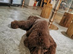 -more than meow吴止猫主题餐厅(承德 中船汇店)