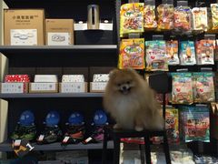 -PETKIT 小佩宠物·低压洗护·美容·寄养(安远店)