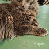 良心商家   食材新鲜   这个价位能吃到这么好的