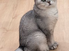 -有喵·猫咖·狗咖·40+猫狗有小奶狗(岗厦店)