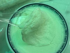 -金榜乳众不同欣记牛乳店·甜牛乳三皮奶