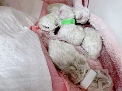 -萌兽医馆·眼科·异宠专科(三里屯店)