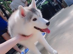 -TrueLove @ Neverland (Husky Cafe)